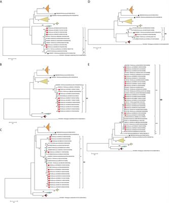 Phylogenetic analysis of the viral proteins VP4/VP7 of circulating human rotavirus strains in China from 2016 to 2019 and comparison of their antigenic epitopes with those of vaccine strains